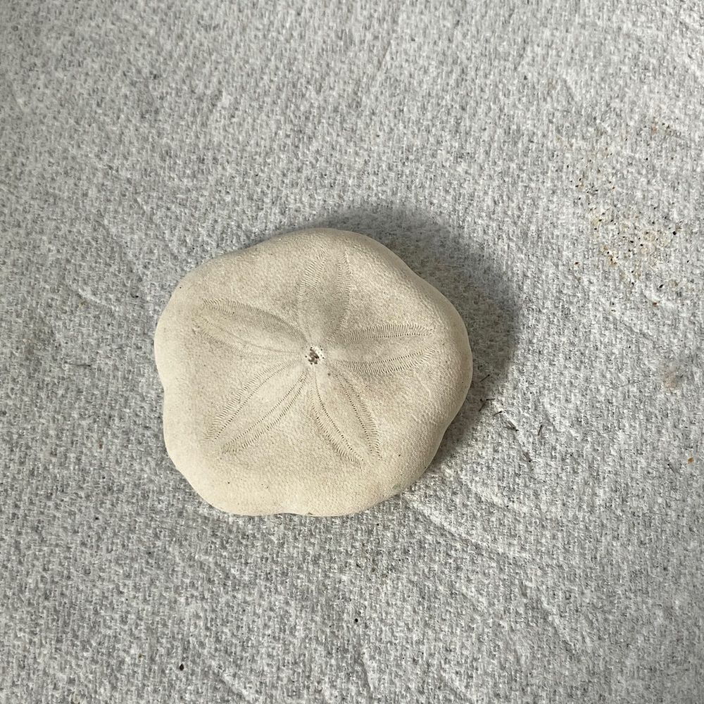Sand Dollar